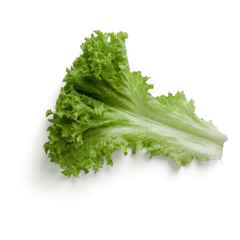 Querido lettuce